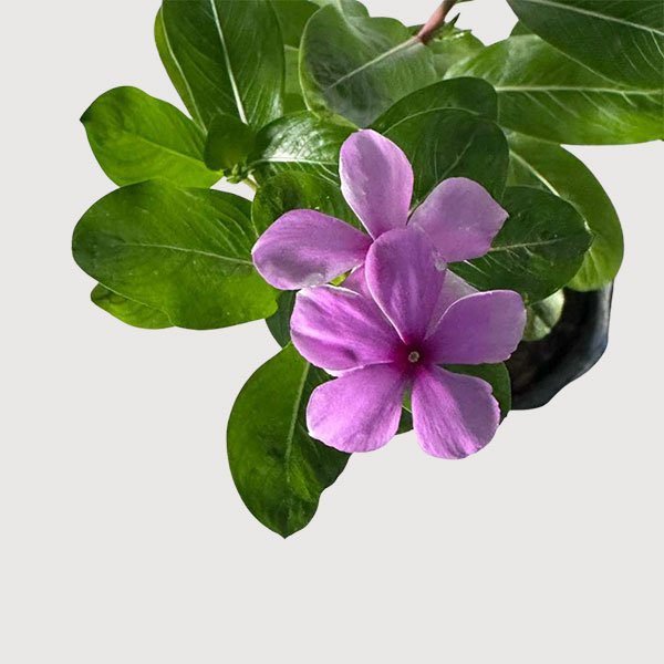 Catharanthus Roseus