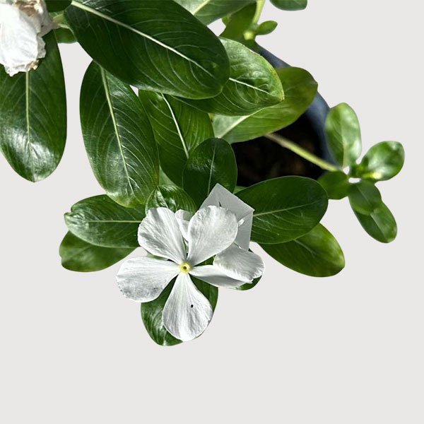 Catharanthus Roseus White